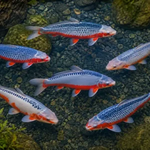 Heißes Angebot Koi Asagi (mit Rückenschuppen), Mix, 20-25 cm, Cyprinus carpio